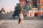 Un Border Collie assis sur les pavés de la Place Rouge à Moscou.