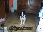 Guardianne - Border Collie Femelle (2 mois)