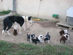 eliot qui taite sa mere - Border Collie Mâle (2 mois)