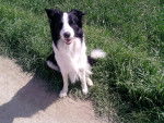 Henry - Border Collie Mâle (2 ans)