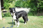 Comtesse - Border Collie Femelle