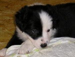 Vixen - Border Collie Femelle (9 mois)