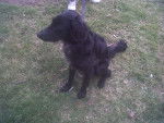blacky - Border Collie Mâle (3 mois)
