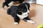 lila - Border Collie Femelle (8 mois)