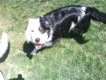 Nessie - Border Collie Femelle (12 ans)