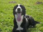 Lune - Border Collie Femelle (7 ans)