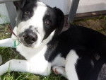 Molly - Border Collie Femelle