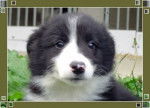 Moon - Border Collie Femelle (3 mois)