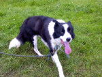 rover - Border Collie Mâle (10 ans)
