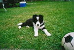 twister - Border Collie Mâle (2 ans)