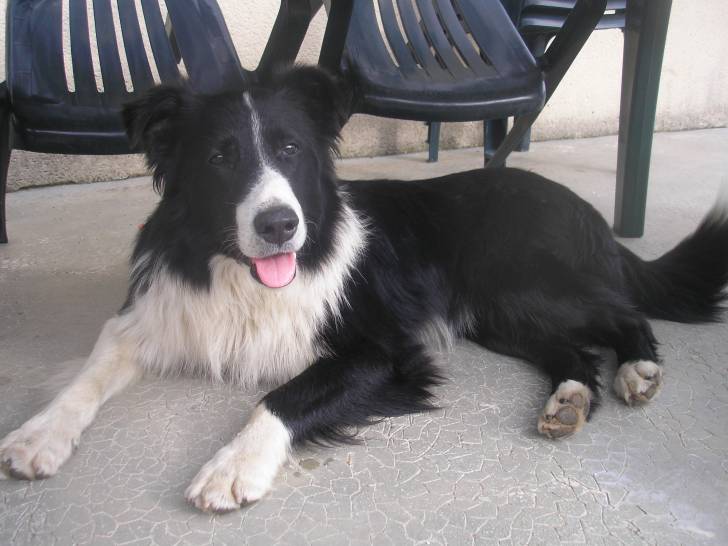 Junior - Border Collie Mâle (5 ans)