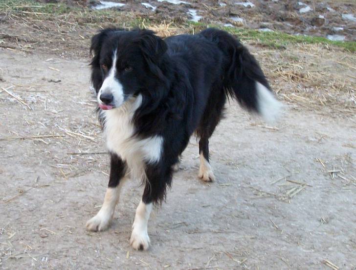 Swing des Amys - Border Collie Mâle