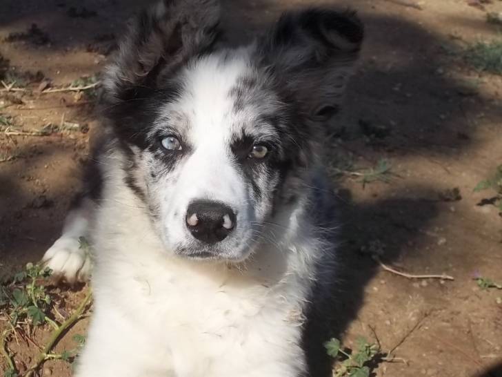 Happy Blue Destiny - Border Collie Femelle (3 mois)