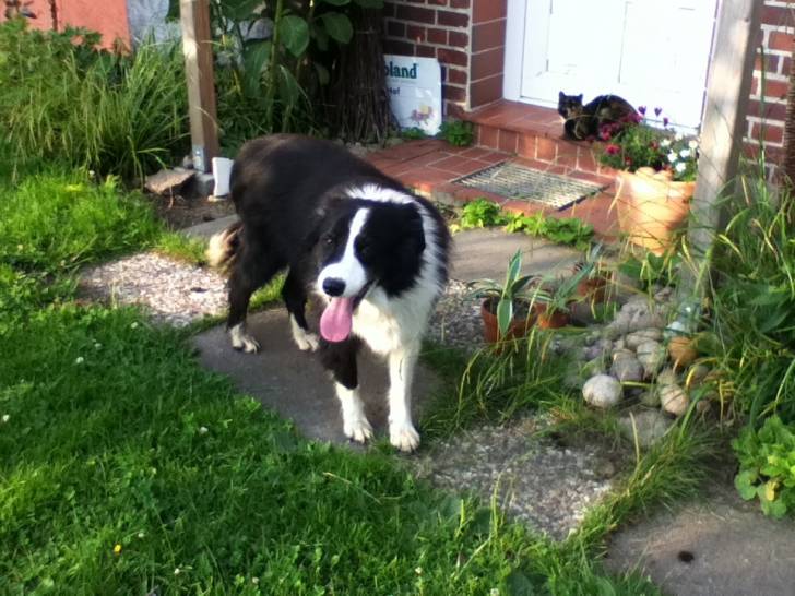 Prinz - Border Collie Mâle (8 ans)