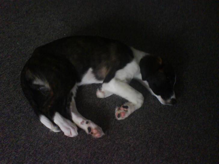 kira - Border Collie Femelle (3 mois)