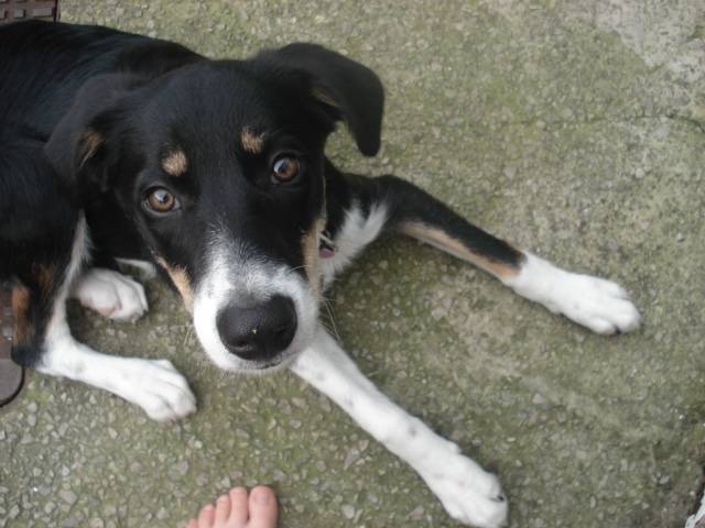 lizzie - Border Collie Femelle (2 ans)