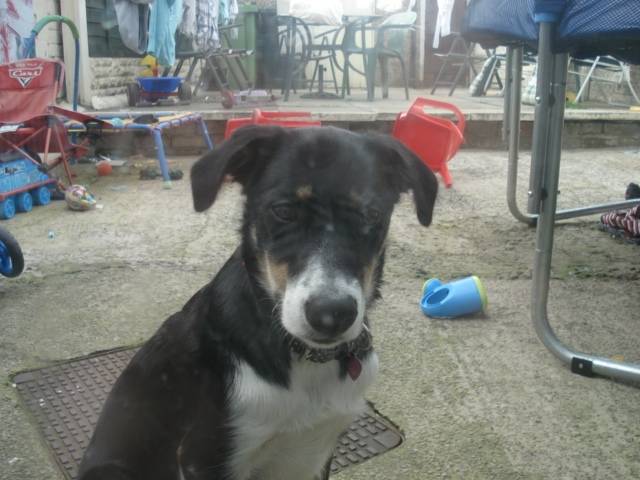 lizzie - Border Collie Femelle (2 ans)