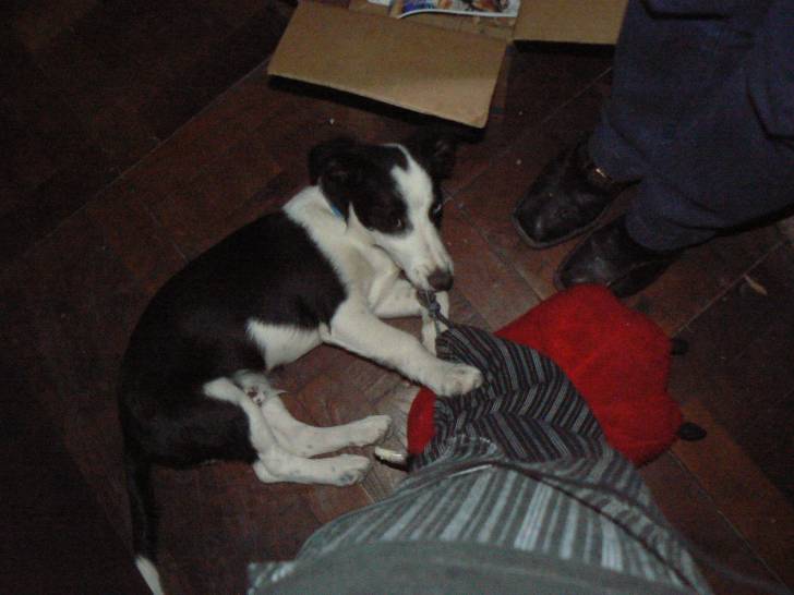 Chamán 2 - Border Collie Mâle (1 an)