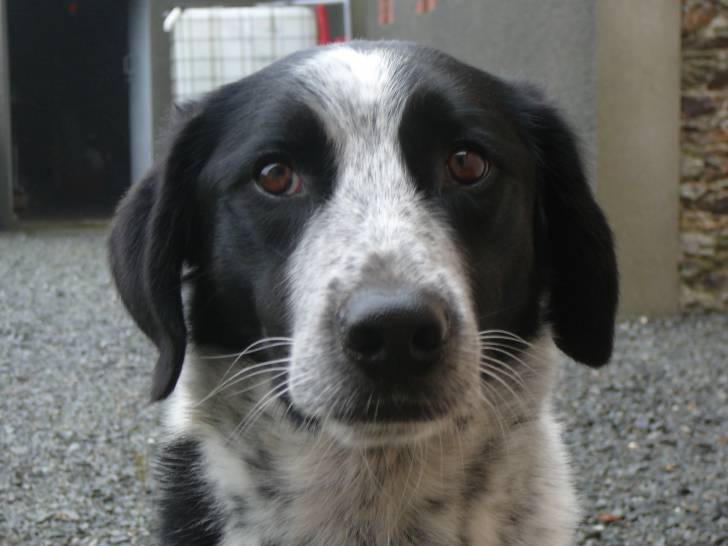 Lofer - Border Collie Mâle (3 ans)