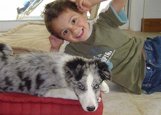 border collie bleue merle : CACHOU - Border Collie