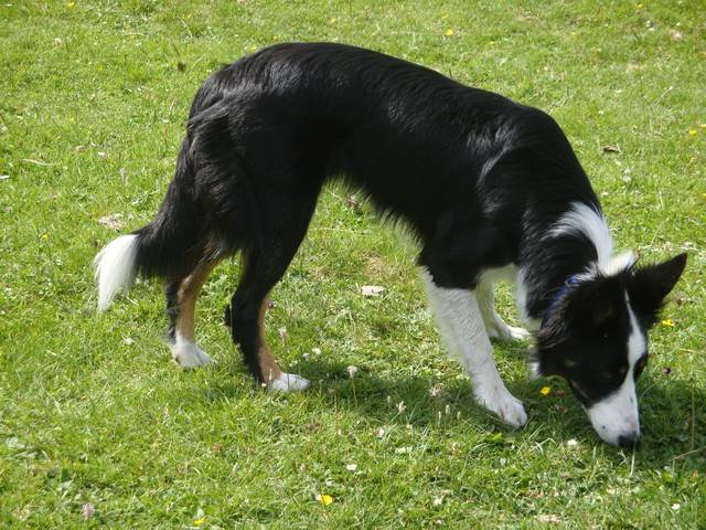 Border Collie , Caline ♥ - Border Collie