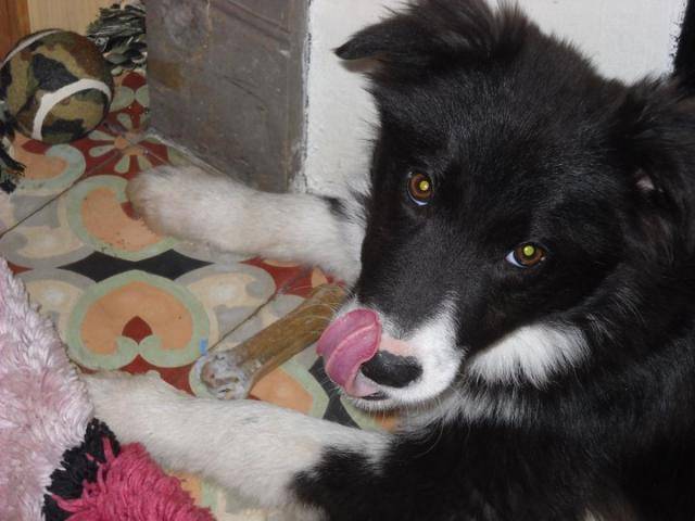 Border Collie - Flam du 83 - Border Collie