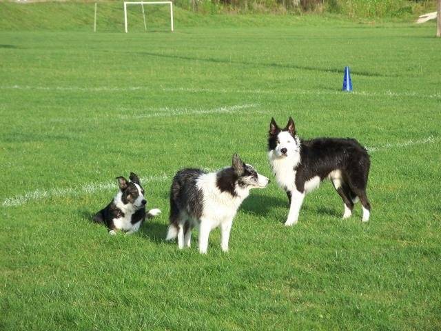 border collie - Border Collie