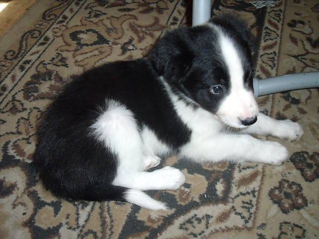 Elton mâle noir et blanc - Border Collie