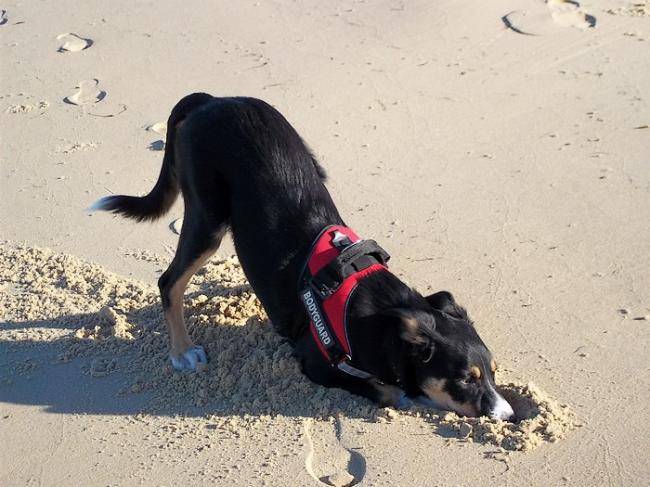 Faun sur la plage - Border Collie