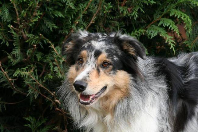 Ghosty Of Maranns Home portrait - Border Collie