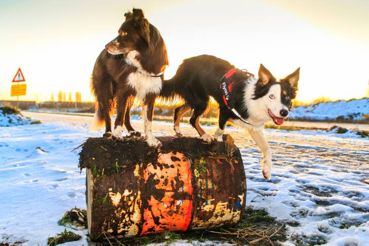 Photo Border Collie