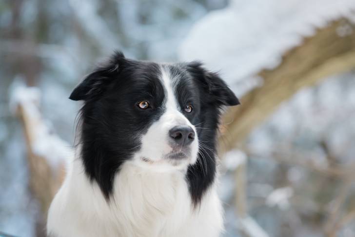 La tête d'un Border Collie