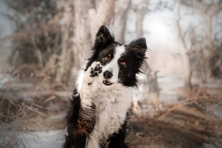 Un Border Collie qui donne la patte 