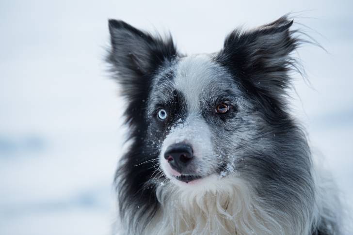 Un Border Collie bleu merle avec des yeux vairons