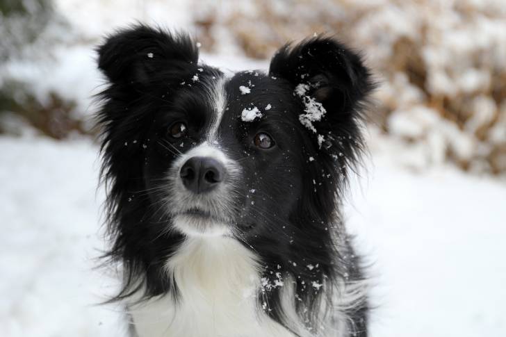 Photo Border Collie