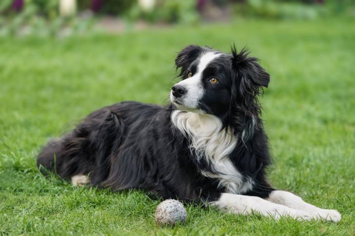Un Border Collie allongé dans l'herbe