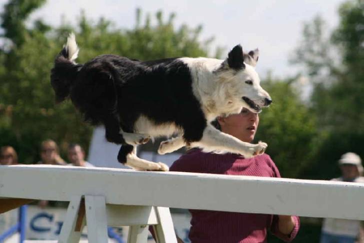 Valse - Border Collie Femelle (6 ans)