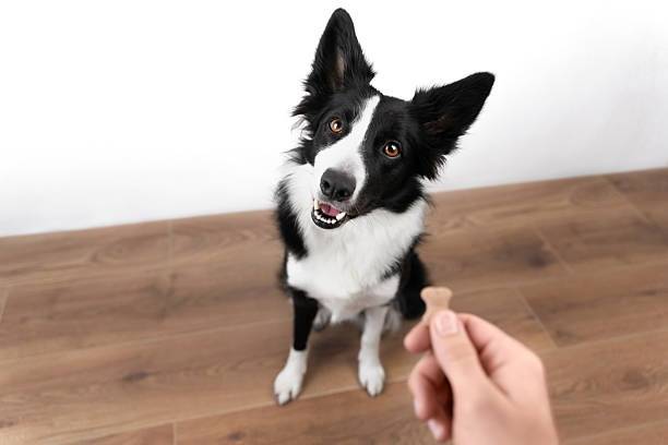 Un Border Collie recevant une friandise