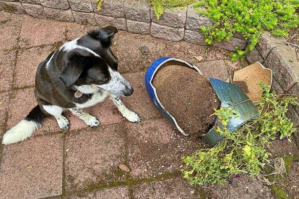 Un Border Collie assis en face d'un pot de fleurs renversé
