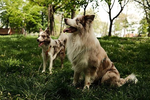 Deux Border Collie au pelage merle profitant d’un moment paisible dans un parc ensoleillé