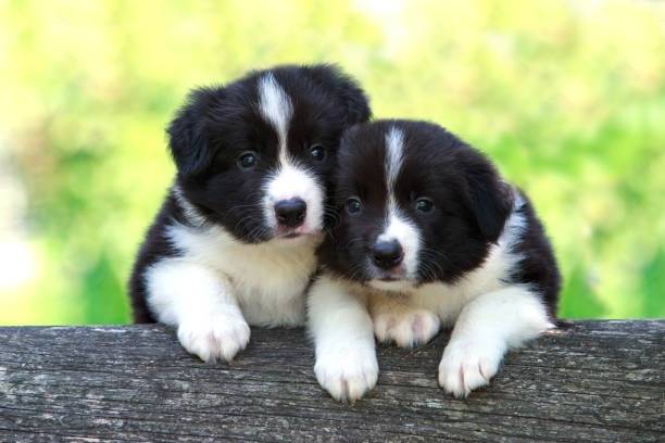 Deux chiots Border Collie sur un tronc d’arbre 