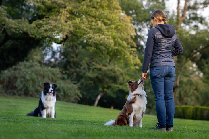 Un Border Collie assis fixant sa maîtresse et un second Border Collie attendant sagement son tour en arrière-plan.
