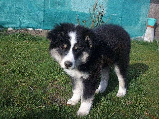 Duc du Gélan - Border Collie Mâle (3 ans)