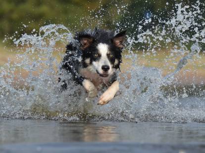 Un Border Collie court dans une rivière
