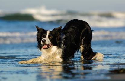 Un Border Collie