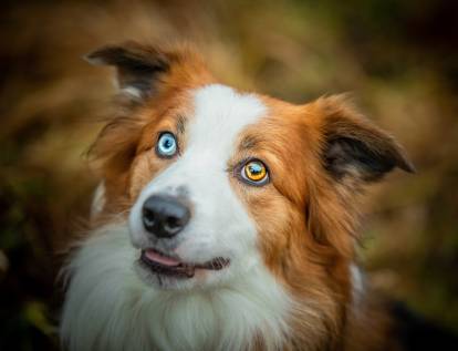 Un Border Collie aux yeux vairons
