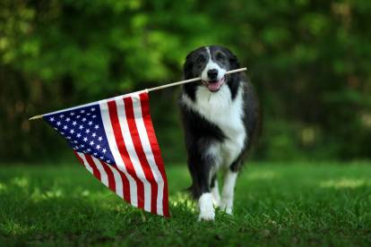 Un Border Collie qui tient un drapeau américain dans sa gueule