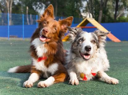 Où trouver des informations sur les races de chiens ?