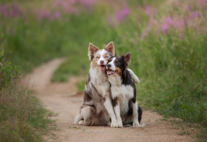 Chien mâle ou femelle : que choisir ?