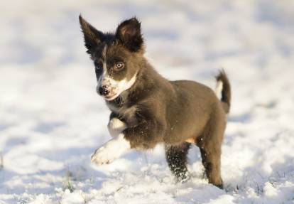 Un chiot Border Collie joue dans la neige